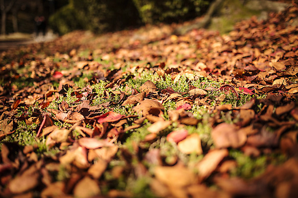포토 JPG 주간 단풍 낙엽 자연 바닥 풍경 사람없음 야외 아웃포커스 가을 경주 보문정 국내포토 자연요소 계절 잎 촬영기법 경주_경상북도 경상북도 생태계 파일형식