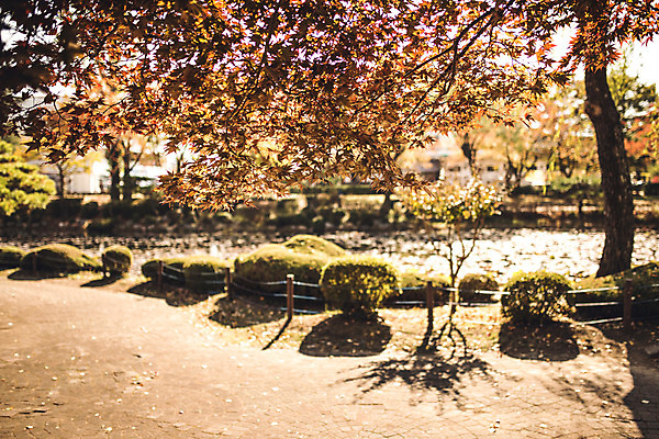포토 JPG 주간 단풍 자연 단풍나무 풍경 사람없음 야외 가을 경주 보문정 국내포토 자연요소 나무 계절 잎 경주_경상북도 경상북도 생태계 파일형식