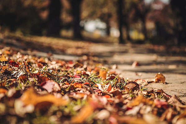 포토 JPG 주간 단풍 낙엽 자연 풍경 사람없음 야외 아웃포커스 가을 경주 보문정 국내포토 자연요소 계절 잎 촬영기법 경주_경상북도 경상북도 생태계 파일형식