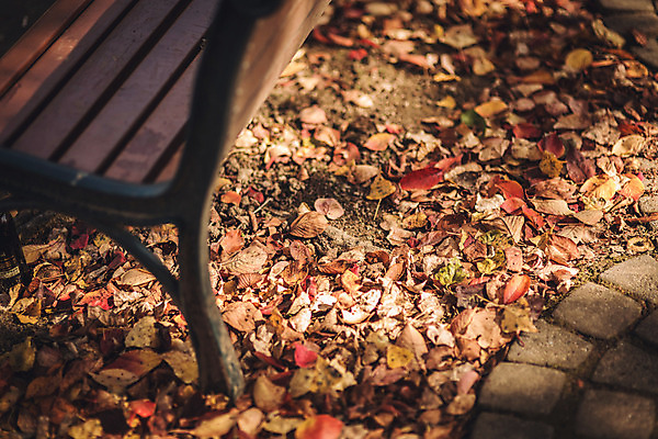 포토 JPG 주간 단풍 낙엽 벤치 자연 바닥 풍경 사람없음 야외 가을 경주 보문정 국내포토 자연요소 계절 잎 의자 경주_경상북도 경상북도 생태계 파일형식
