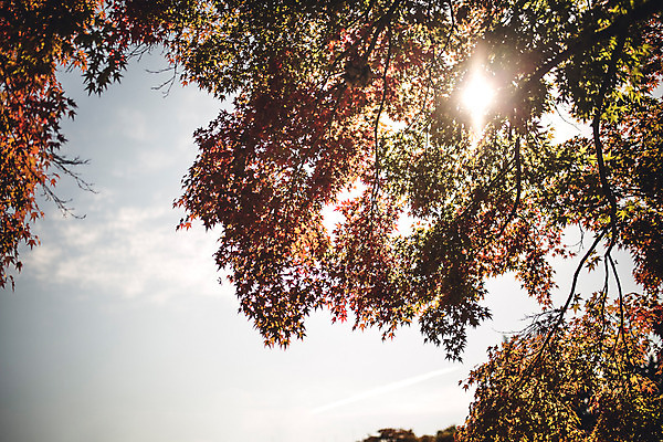 포토 JPG 주간 단풍 자연 하늘 풍경 사람없음 야외 태양 가을 경주 보문정 국내포토 자연요소 계절 잎 경주_경상북도 경상북도 생태계 파일형식