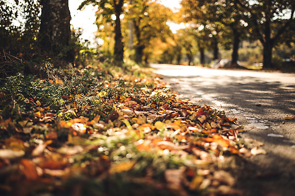 포토 JPG 주간 나무 길 단풍 낙엽 자연 단풍나무 풍경 사람없음 야외 가을 경주 숲 산림환경연구원 국내포토 자연요소 식물 계절 잎 경주_경상북도 경상북도 생태계 파일형식