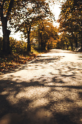 포토 JPG 주간 나무 길 단풍 낙엽 자연 단풍나무 풍경 사람없음 야외 가을 경주 숲 산림환경연구원 국내포토 자연요소 식물 계절 잎 경주_경상북도 경상북도 생태계 파일형식