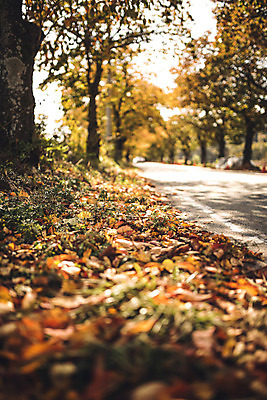 포토 JPG 주간 나무 길 단풍 낙엽 자연 단풍나무 풍경 사람없음 야외 가을 경주 숲 산림환경연구원 국내포토 자연요소 식물 계절 잎 경주_경상북도 경상북도 생태계 파일형식