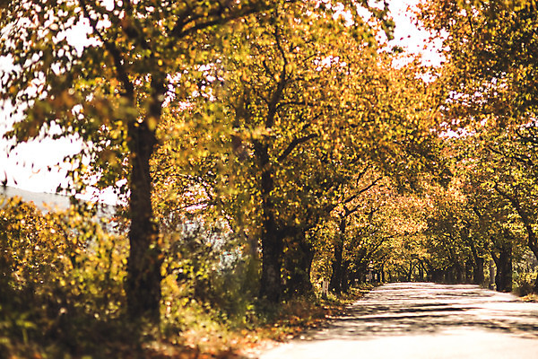 포토 JPG 주간 나무 길 단풍 낙엽 자연 단풍나무 풍경 사람없음 야외 가을 경주 숲 산림환경연구원 국내포토 자연요소 식물 계절 잎 경주_경상북도 경상북도 생태계 파일형식