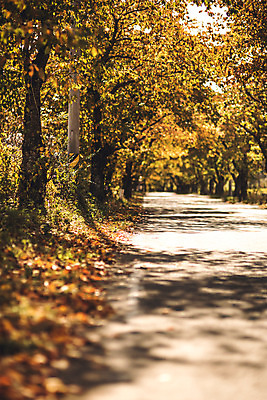포토 JPG 주간 나무 길 단풍 낙엽 자연 단풍나무 풍경 사람없음 야외 가을 경주 숲 산림환경연구원 국내포토 자연요소 식물 계절 잎 경주_경상북도 경상북도 생태계 파일형식