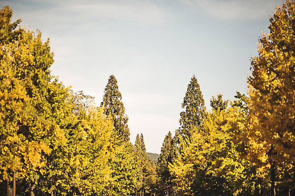 포토 JPG 주간 나무 단풍 낙엽 자연 하늘 단풍나무 풍경 사람없음 야외 가을 경주 숲 산림환경연구원 국내포토 자연요소 식물 계절 잎 경주_경상북도 경상북도 생태계 파일형식