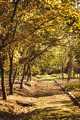 포토 JPG 주간 나무 단풍 낙엽 자연 단풍나무 풍경 사람없음 야외 산책로 가을 경주 숲 산림환경연구원 국내포토 자연요소 식물 계절 길 잎 경주_경상북도 경상북도 생태계 파일형식
