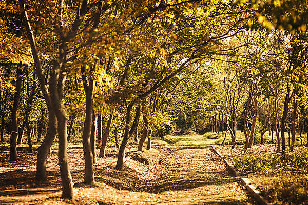 포토 JPG 주간 나무 단풍 낙엽 자연 단풍나무 풍경 사람없음 야외 산책로 가을 경주 숲 산림환경연구원 국내포토 자연요소 식물 계절 길 잎 경주_경상북도 경상북도 생태계 파일형식