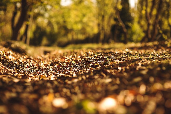 포토 JPG 주간 나무 단풍 낙엽 자연 단풍나무 풍경 사람없음 야외 산책로 가을 경주 숲 산림환경연구원 국내포토 자연요소 식물 계절 길 잎 경주_경상북도 경상북도 생태계 파일형식
