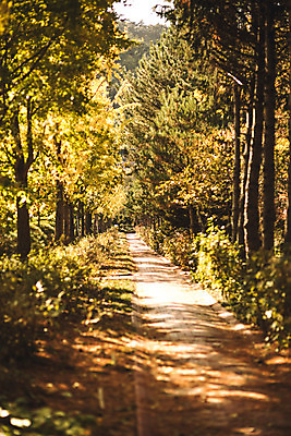 포토 JPG 주간 나무 단풍 낙엽 자연 단풍나무 풍경 사람없음 야외 산책로 가을 경주 숲 산림환경연구원 국내포토 자연요소 식물 계절 길 잎 경주_경상북도 경상북도 생태계 파일형식