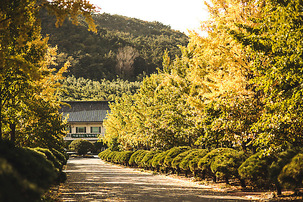 포토 JPG 주간 나무 길 단풍 낙엽 자연 단풍나무 풍경 사람없음 야외 건물 가을 경주 숲 산림환경연구원 국내포토 자연요소 식물 건축물 계절 잎 경주_경상북도 경상북도 생태계 파일형식