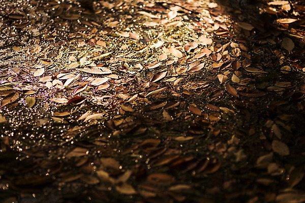 포토 JPG 주간 나무 단풍 낙엽 자연 바닥 풍경 사람없음 야외 가을 경주 숲 산림환경연구원 국내포토 자연요소 식물 계절 잎 경주_경상북도 경상북도 생태계 파일형식