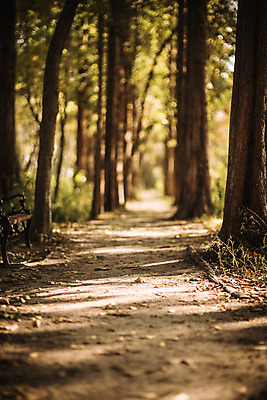 포토 JPG 주간 나무 단풍 낙엽 자연 단풍나무 풍경 사람없음 야외 아웃포커스 산책로 가을 경주 숲 산림환경연구원 국내포토 자연요소 식물 계절 길 잎 촬영기법 경주_경상북도 경상북도 생태계 파일형식