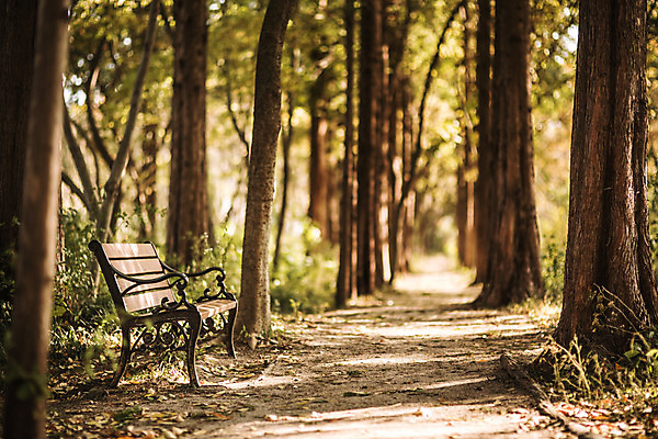 포토 JPG 주간 나무 단풍 낙엽 벤치 자연 단풍나무 풍경 사람없음 야외 산책로 가을 경주 숲 산림환경연구원 국내포토 자연요소 식물 계절 길 잎 의자 경주_경상북도 경상북도 생태계 파일형식