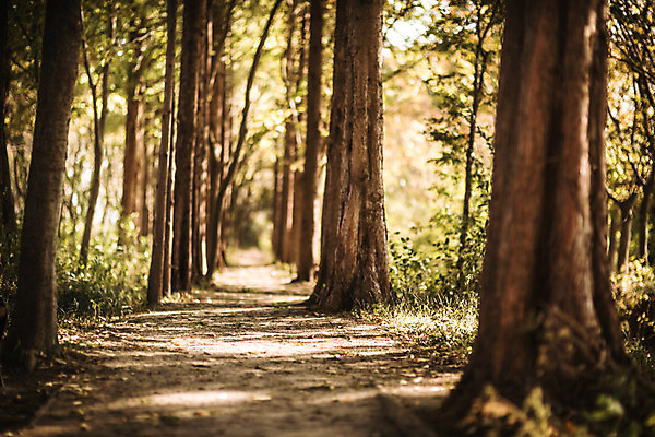 포토 JPG 주간 나무 단풍 낙엽 자연 단풍나무 풍경 사람없음 야외 산책로 가을 경주 숲 산림환경연구원 국내포토 자연요소 식물 계절 길 잎 경주_경상북도 경상북도 생태계 파일형식