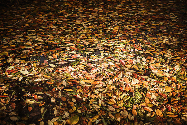 포토 JPG 주간 나무 단풍 낙엽 자연 바닥 풍경 사람없음 야외 가을 경주 숲 산림환경연구원 국내포토 자연요소 식물 계절 잎 경주_경상북도 경상북도 생태계 파일형식