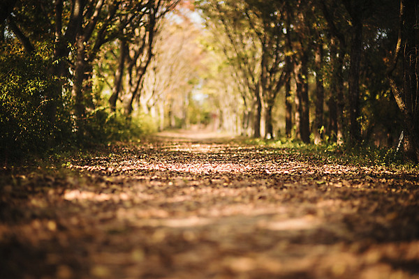 포토 JPG 주간 나무 단풍 낙엽 자연 단풍나무 풍경 사람없음 야외 아웃포커스 산책로 가을 경주 숲 산림환경연구원 국내포토 자연요소 식물 계절 길 잎 촬영기법 경주_경상북도 경상북도 생태계 파일형식
