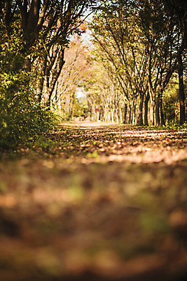 포토 JPG 주간 나무 단풍 낙엽 자연 단풍나무 풍경 사람없음 야외 아웃포커스 산책로 가을 경주 숲 산림환경연구원 국내포토 자연요소 식물 계절 길 잎 촬영기법 경주_경상북도 경상북도 생태계 파일형식