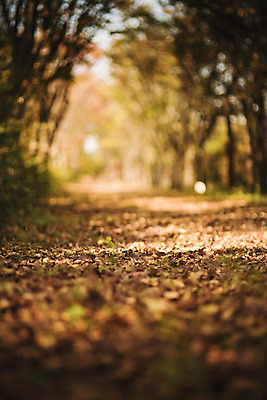 포토 JPG 주간 나무 단풍 낙엽 자연 단풍나무 풍경 사람없음 야외 아웃포커스 산책로 가을 경주 숲 산림환경연구원 국내포토 자연요소 식물 계절 길 잎 촬영기법 경주_경상북도 경상북도 생태계 파일형식