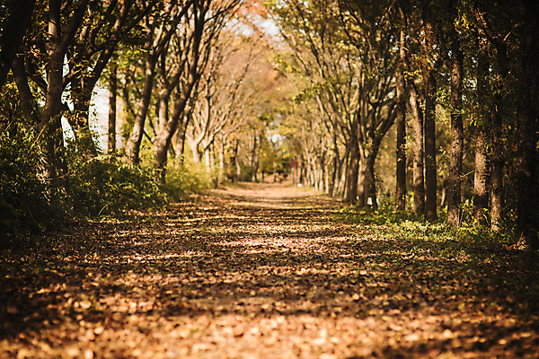 포토 JPG 주간 나무 단풍 낙엽 자연 단풍나무 풍경 사람없음 야외 산책로 가을 경주 숲 산림환경연구원 국내포토 자연요소 식물 계절 길 잎 경주_경상북도 경상북도 생태계 파일형식