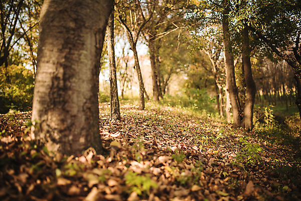 포토 JPG 주간 나무 단풍 낙엽 자연 단풍나무 풍경 사람없음 야외 산책로 가을 경주 숲 산림환경연구원 국내포토 자연요소 식물 계절 길 잎 경주_경상북도 경상북도 생태계 파일형식