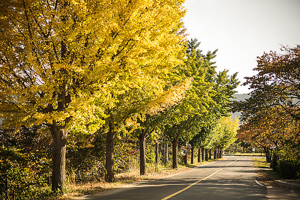 포토 JPG 주간 도로 길 단풍 자연 풍경 사람없음 야외 가을 경주 은행잎 은행나무 통일전 국내포토 자연요소 나무 계절 잎 교통시설 경주_경상북도 경상북도 생태계 파일형식