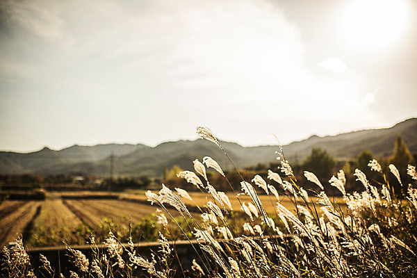 포토 JPG 주간 단풍 자연 하늘 산 갈대 풍경 사람없음 야외 가을 경주 통일전 국내포토 자연요소 식물 계절 잎 경주_경상북도 경상북도 생태계 파일형식