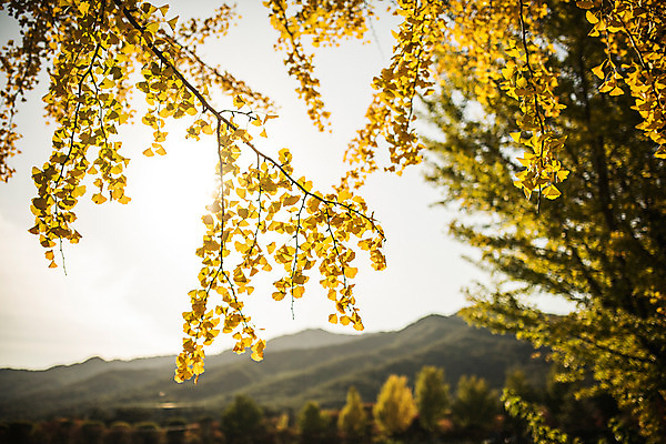 포토 JPG 주간 단풍 자연 산 풍경 사람없음 야외 아웃포커스 가을 경주 은행나무 통일전 국내포토 자연요소 나무 계절 잎 촬영기법 경주_경상북도 경상북도 생태계 파일형식