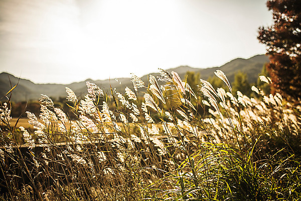 포토 JPG 주간 단풍 자연 갈대 풍경 사람없음 야외 가을 경주 통일전 국내포토 자연요소 식물 계절 잎 경주_경상북도 경상북도 생태계 파일형식