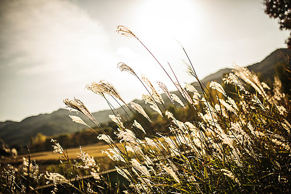 포토 JPG 주간 단풍 자연 갈대 풍경 사람없음 야외 가을 경주 통일전 국내포토 자연요소 식물 계절 잎 경주_경상북도 경상북도 생태계 파일형식