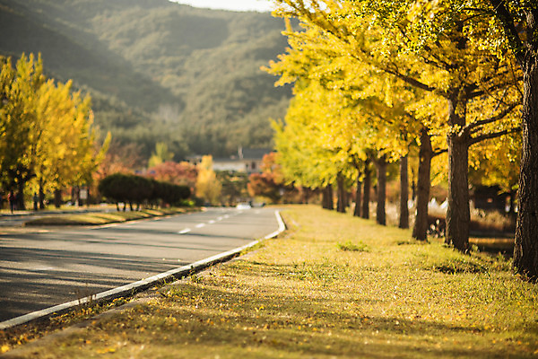 포토 JPG 주간 도로 길 단풍 자연 산 풍경 사람없음 야외 가을 경주 은행잎 은행나무 통일전 국내포토 자연요소 나무 계절 잎 교통시설 경주_경상북도 경상북도 생태계 파일형식