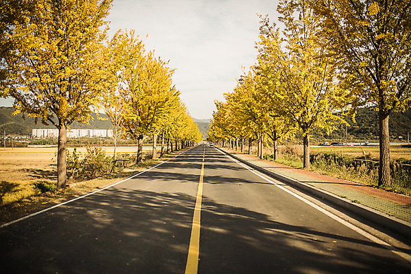 포토 JPG 주간 도로 길 단풍 자연 풍경 사람없음 야외 가을 경주 은행잎 은행나무 통일전 국내포토 자연요소 나무 계절 잎 교통시설 경주_경상북도 경상북도 생태계 파일형식