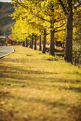 포토 JPG 주간 도로 길 단풍 자연 풍경 사람없음 야외 가을 경주 은행잎 은행나무 통일전 국내포토 자연요소 나무 계절 잎 교통시설 경주_경상북도 경상북도 생태계 파일형식