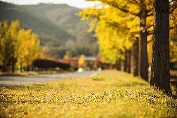 포토 JPG 주간 도로 길 단풍 자연 산 풍경 사람없음 야외 아웃포커스 가을 경주 은행잎 은행나무 통일전 국내포토 자연요소 나무 계절 잎 교통시설 촬영기법 경주_경상북도 경상북도 생태계 파일형식