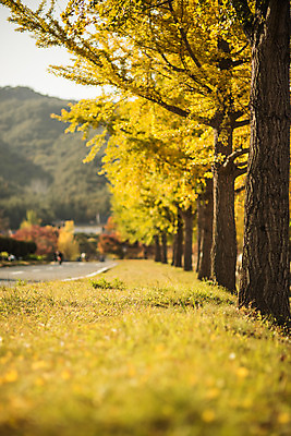포토 JPG 주간 도로 길 단풍 자연 풍경 사람없음 야외 가을 경주 은행잎 은행나무 통일전 국내포토 자연요소 나무 계절 잎 교통시설 경주_경상북도 경상북도 생태계 파일형식