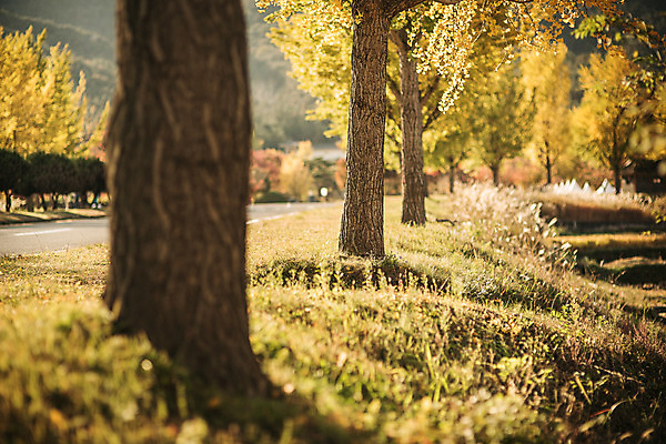 포토 JPG 주간 도로 길 단풍 자연 풍경 사람없음 야외 가을 경주 은행잎 은행나무 통일전 국내포토 자연요소 나무 계절 잎 교통시설 경주_경상북도 경상북도 생태계 파일형식