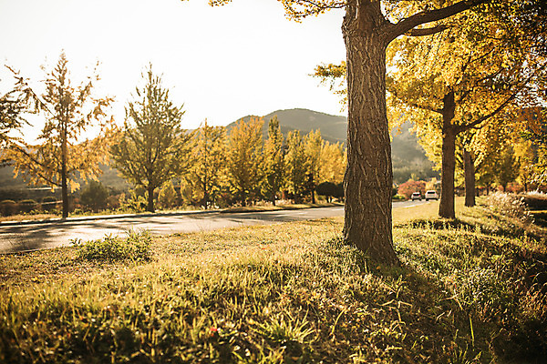 포토 JPG 주간 도로 길 단풍 자연 풍경 사람없음 야외 가을 경주 은행잎 은행나무 통일전 국내포토 자연요소 나무 계절 잎 교통시설 경주_경상북도 경상북도 생태계 파일형식