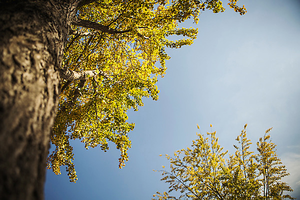 포토 JPG 주간 단풍 자연 하늘 풍경 사람없음 야외 가을 경주 은행잎 은행나무 통일전 국내포토 자연요소 나무 계절 잎 경주_경상북도 경상북도 생태계 파일형식