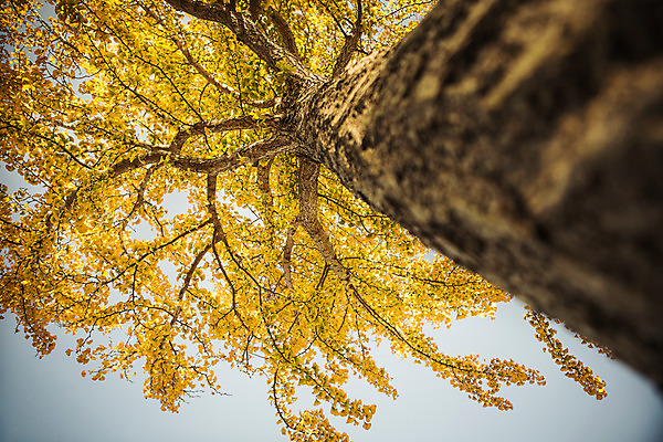 포토 JPG 주간 로우앵글 단풍 자연 풍경 사람없음 야외 가을 경주 은행잎 은행나무 통일전 국내포토 자연요소 나무 계절 뷰포인트 잎 경주_경상북도 경상북도 생태계 파일형식