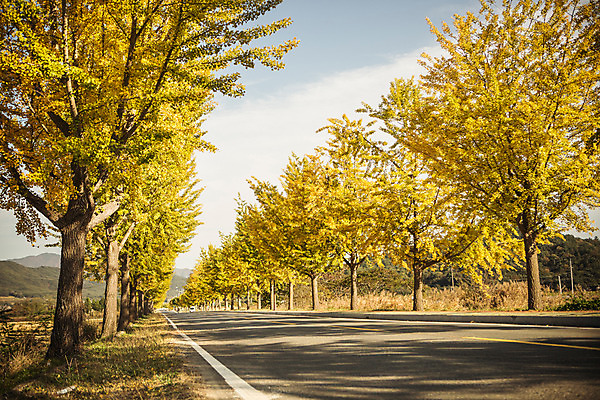포토 JPG 주간 도로 길 단풍 자연 풍경 사람없음 야외 가을 경주 은행잎 은행나무 통일전 국내포토 자연요소 나무 계절 잎 교통시설 경주_경상북도 경상북도 생태계 파일형식