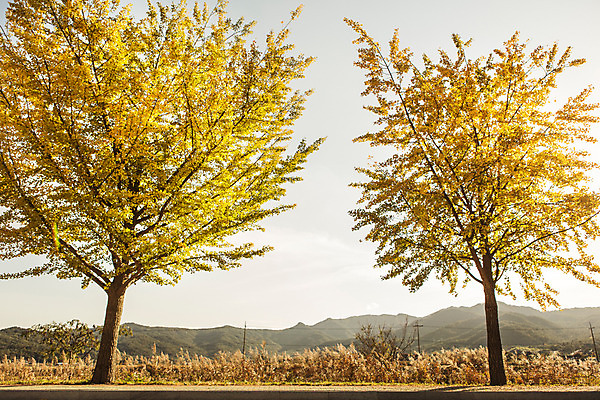 포토 JPG 주간 단풍 자연 산 풍경 사람없음 야외 가을 경주 은행잎 은행나무 통일전 국내포토 자연요소 나무 계절 잎 경주_경상북도 경상북도 생태계 파일형식