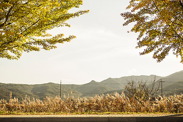 포토 JPG 주간 단풍 자연 산 풍경 사람없음 야외 가을 경주 은행잎 은행나무 통일전 국내포토 자연요소 나무 계절 잎 경주_경상북도 경상북도 생태계 파일형식