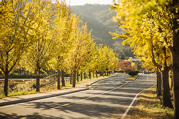 포토 JPG 주간 도로 길 단풍 자연 풍경 사람없음 야외 가을 경주 은행잎 은행나무 통일전 국내포토 자연요소 나무 계절 잎 교통시설 경주_경상북도 경상북도 생태계 파일형식
