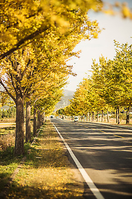 포토 JPG 주간 도로 길 단풍 자연 풍경 사람없음 야외 가을 경주 은행잎 은행나무 통일전 국내포토 자연요소 나무 계절 잎 교통시설 경주_경상북도 경상북도 생태계 파일형식