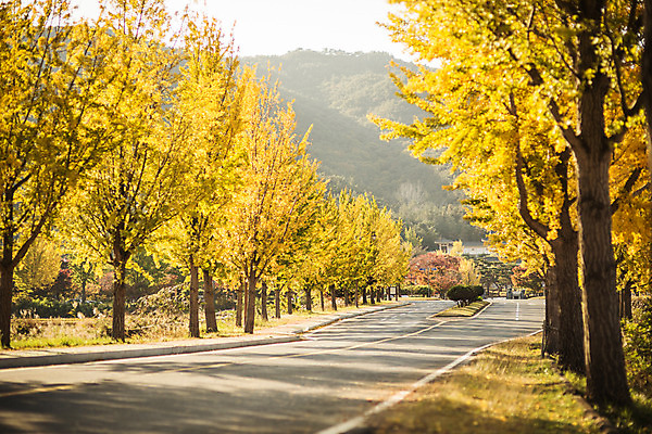 포토 JPG 주간 도로 길 단풍 자연 풍경 사람없음 야외 가을 경주 은행잎 은행나무 통일전 국내포토 자연요소 나무 계절 잎 교통시설 경주_경상북도 경상북도 생태계 파일형식