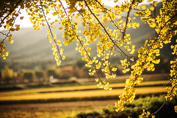 포토 JPG 주간 단풍 자연 풍경 사람없음 야외 아웃포커스 가을 경주 은행잎 은행나무 통일전 국내포토 자연요소 나무 계절 잎 촬영기법 경주_경상북도 경상북도 생태계 파일형식