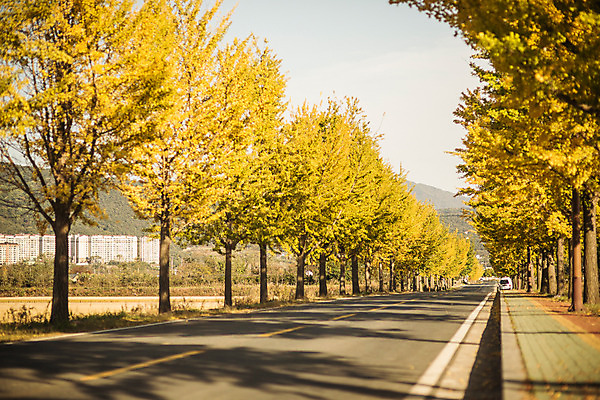포토 JPG 주간 도로 길 단풍 자연 풍경 사람없음 야외 가을 경주 은행잎 은행나무 통일전 국내포토 자연요소 나무 계절 잎 교통시설 경주_경상북도 경상북도 생태계 파일형식