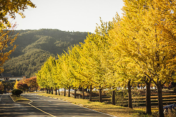 포토 JPG 주간 도로 길 단풍 자연 산 풍경 사람없음 야외 가을 경주 은행잎 은행나무 통일전 국내포토 자연요소 나무 계절 잎 교통시설 경주_경상북도 경상북도 생태계 파일형식