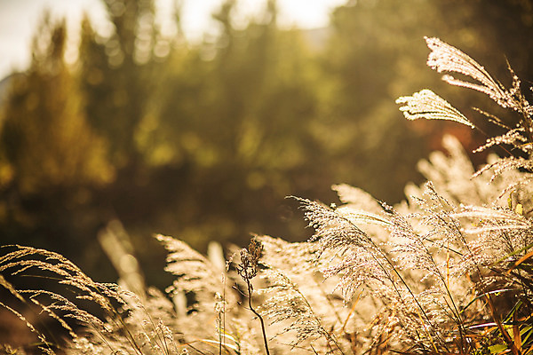 포토 JPG 주간 단풍 자연 갈대 풍경 사람없음 야외 아웃포커스 가을 경주 통일전 국내포토 자연요소 식물 계절 잎 촬영기법 경주_경상북도 경상북도 생태계 파일형식